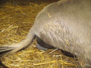 Emerald_Ridge_Piper_Miniature_donkey_jenny_giving_birth_picture_at_Poplargrove_Stud_Bubble